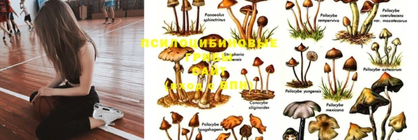 PSILOCYBIN Белокуриха