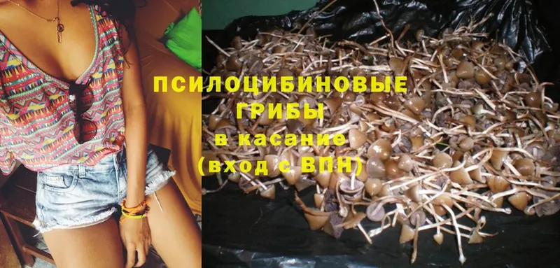 Псилоцибиновые грибы Psilocybe  где найти   omg ссылки  Оханск 